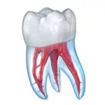 Стоматология - 3D иллюстрации 2.0.78 2