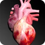 Circulatory System in 3D (Anatomy) 1.58 8