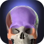 Anatomyka - 3D Anatomy Atlas 2.5.0 7