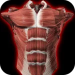 Muscular System 3D (anatomy) 2.0.8 5