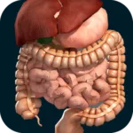 Internal Organs in 3D (Anatomy) 2.5 4