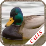 Duck hunting calls 4.99 8